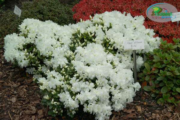 Azalia japońska Cita